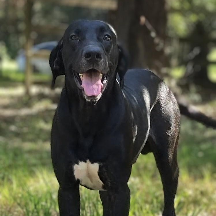 Enlarge Tucker, a Adoptable mixed breed in King of Prussia, PA image 5/6