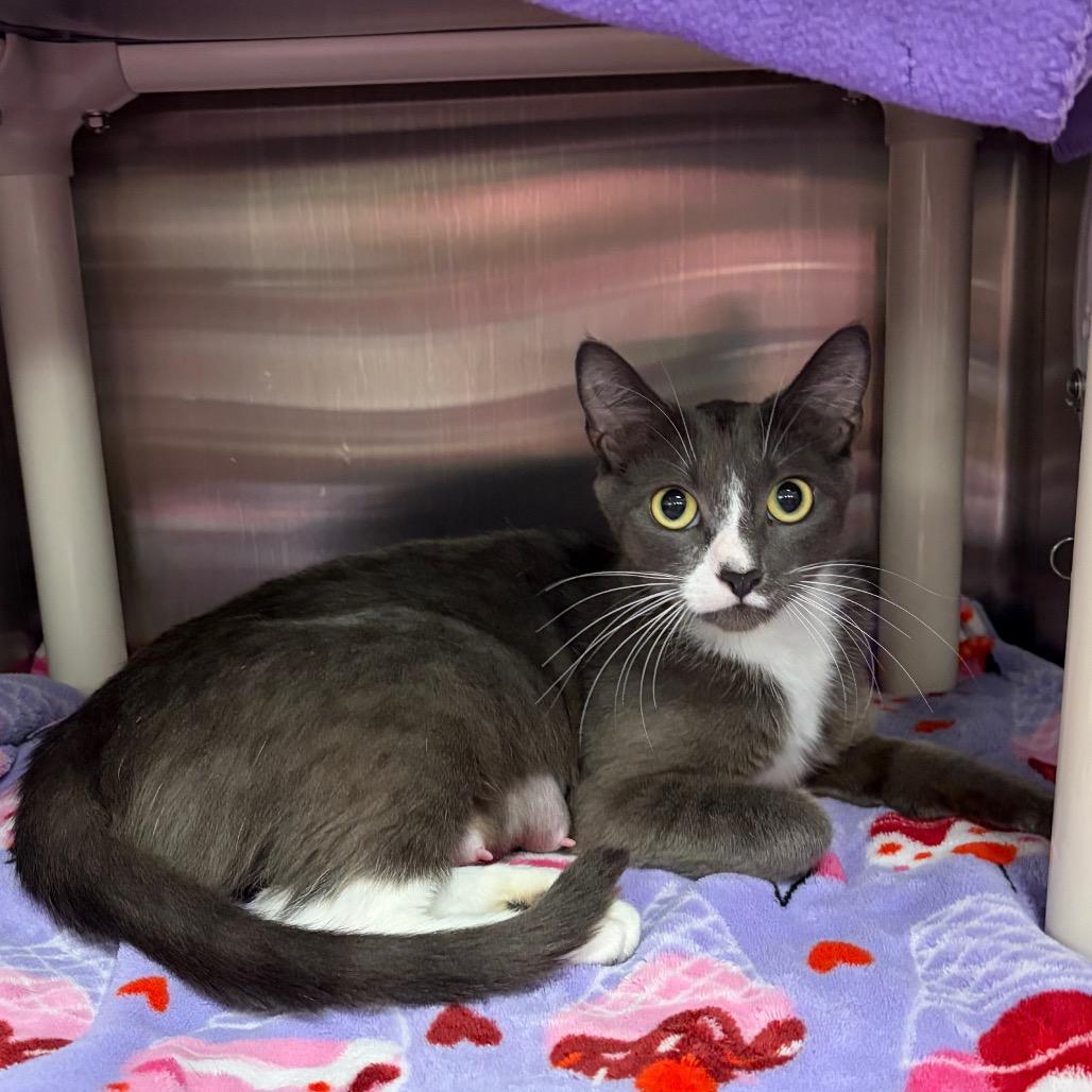 Junebug, a Adoptable Domestic Short Hair in Keizer, OR image 1/2