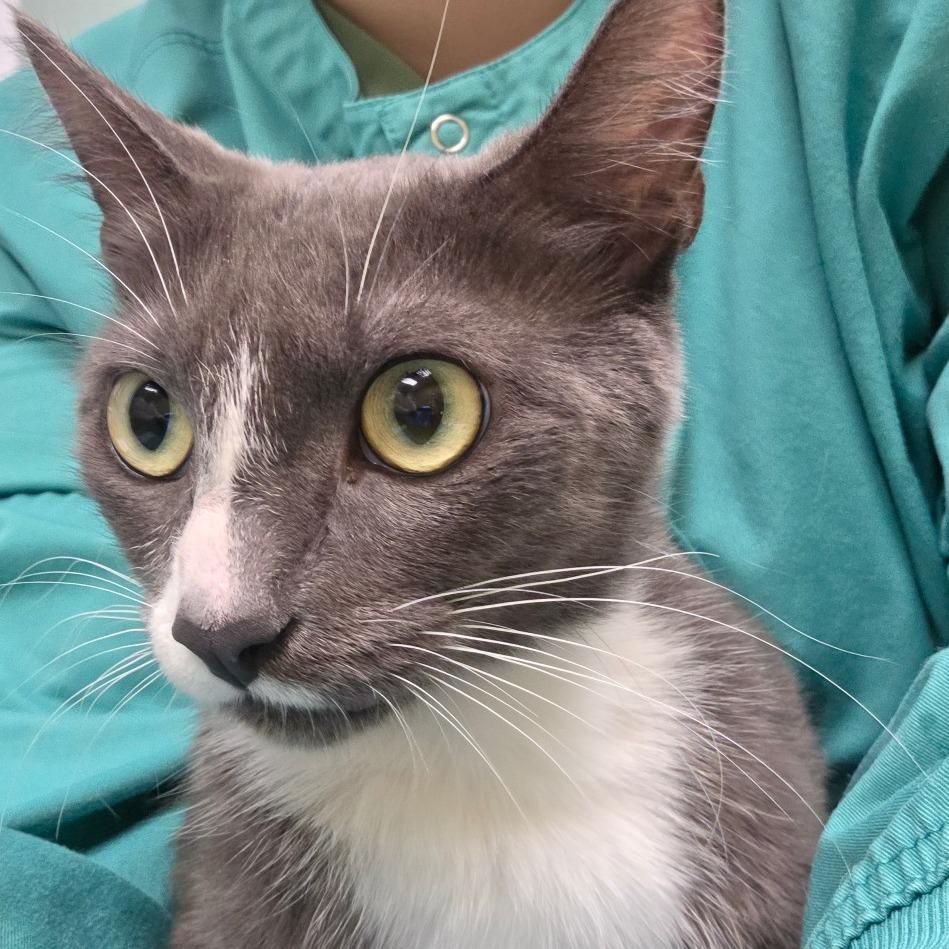 Junebug, a Adoptable Domestic Short Hair in Keizer, OR image 2/2