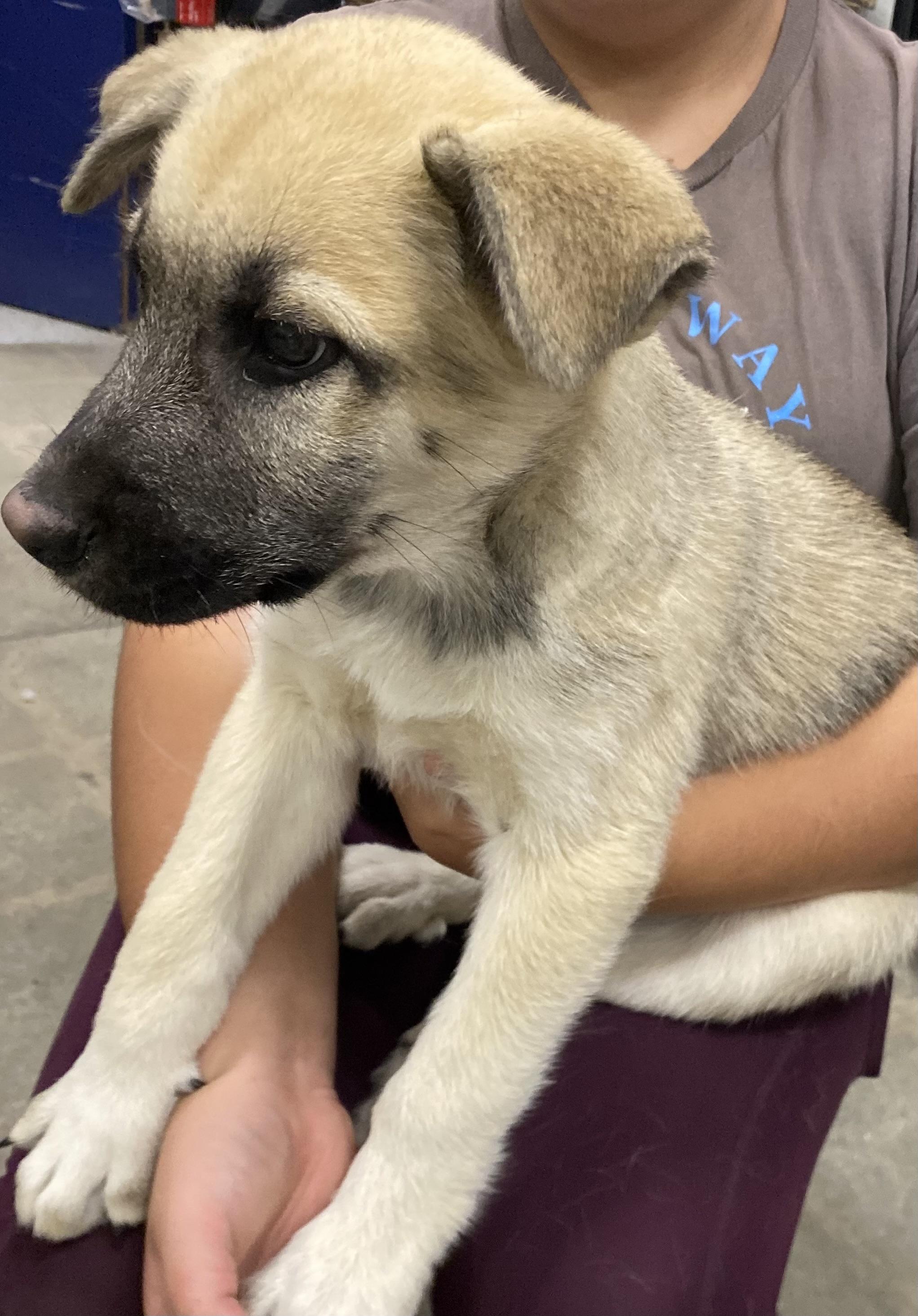 Enlarge Jack, an adopted mixed breed in Mojave, CA image 1/5