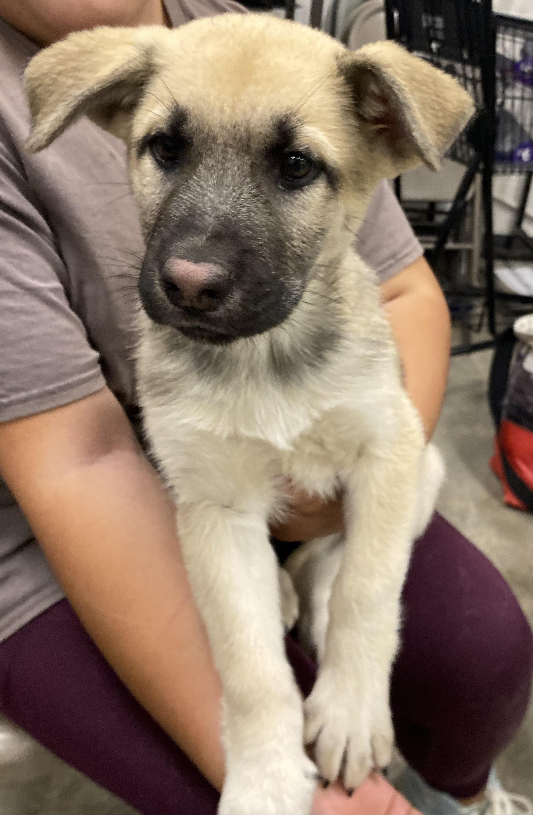 Enlarge Jack, an adopted mixed breed in Mojave, CA image 3/5