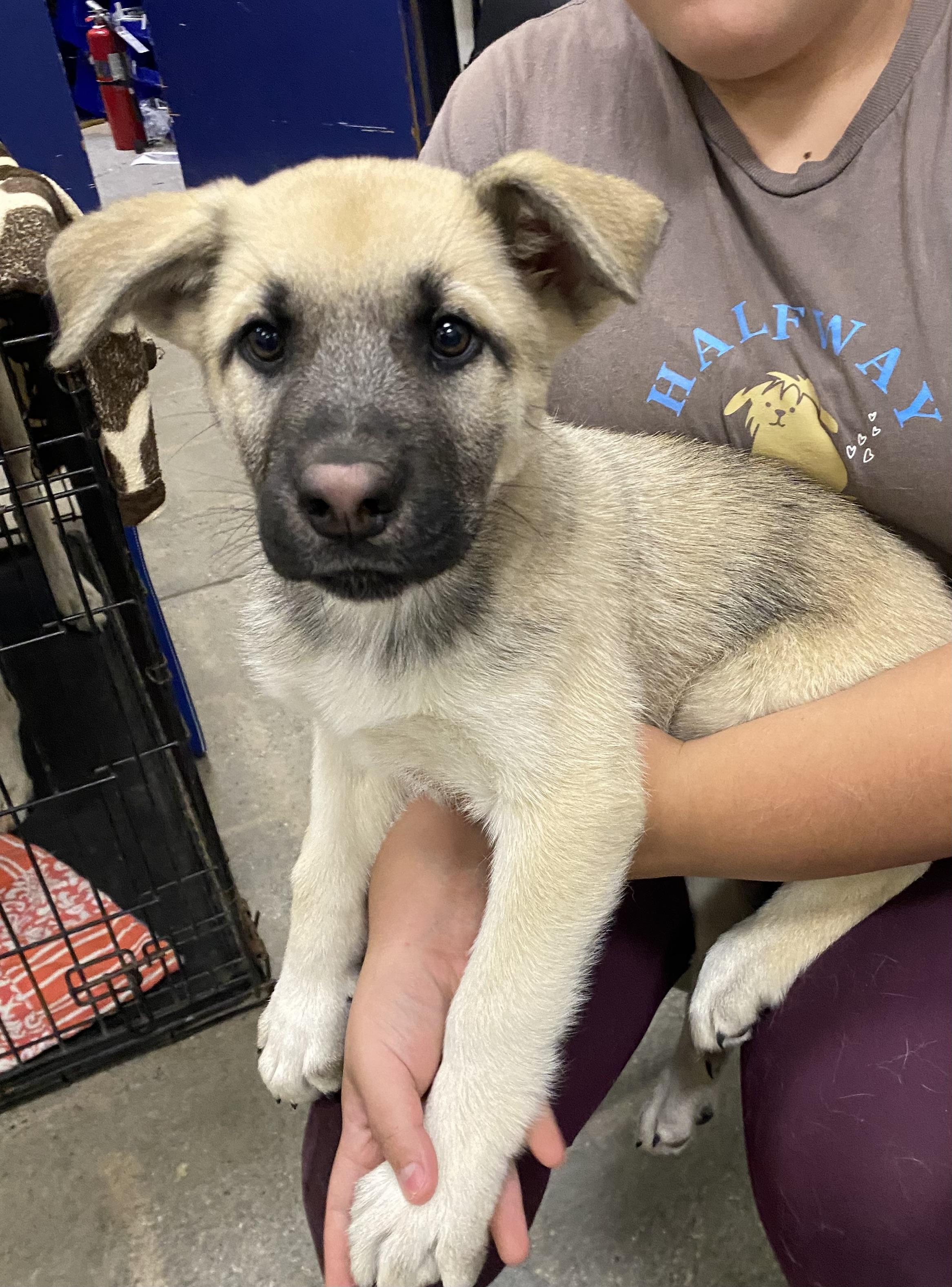 Enlarge Jack, an adopted mixed breed in Mojave, CA image 4/5