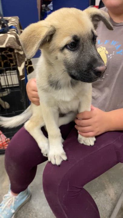 Enlarge Jack, an adopted mixed breed in Mojave, CA video 5/5