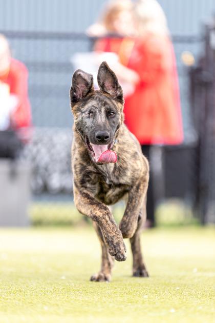 Barnaby — thumbnail 2