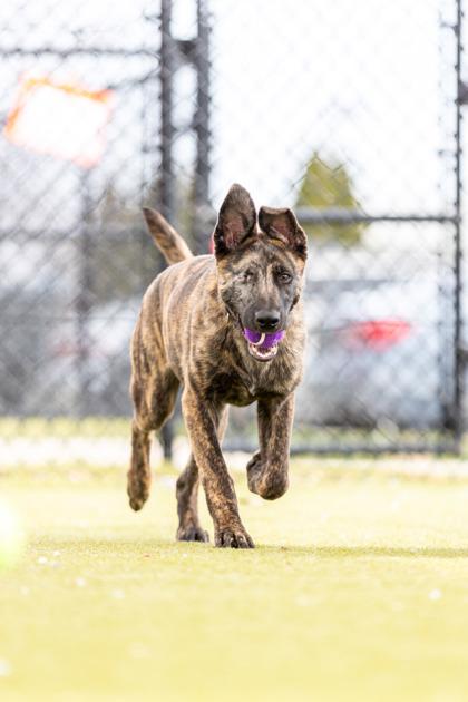 Barnaby — thumbnail 3