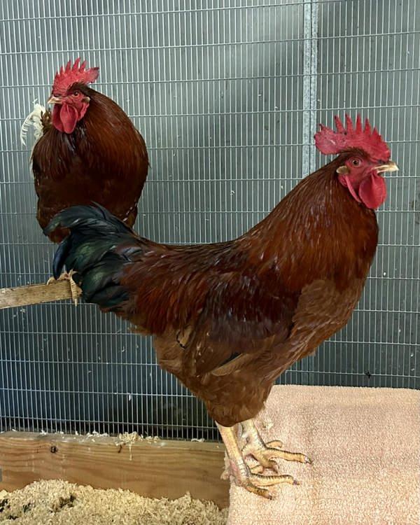 Scott, Adoptable, Young Male Chicken & Chicken.