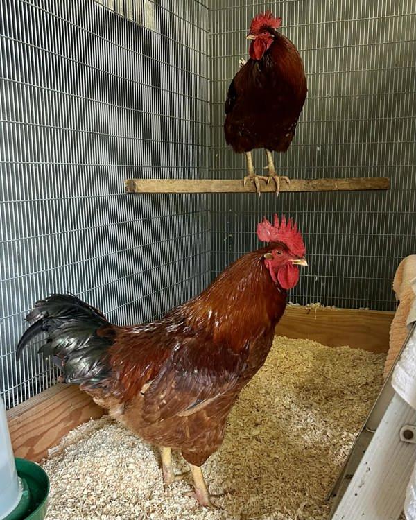 Enlarge Scott, a Adoptable mixed breed in Novato, CA image 2/3