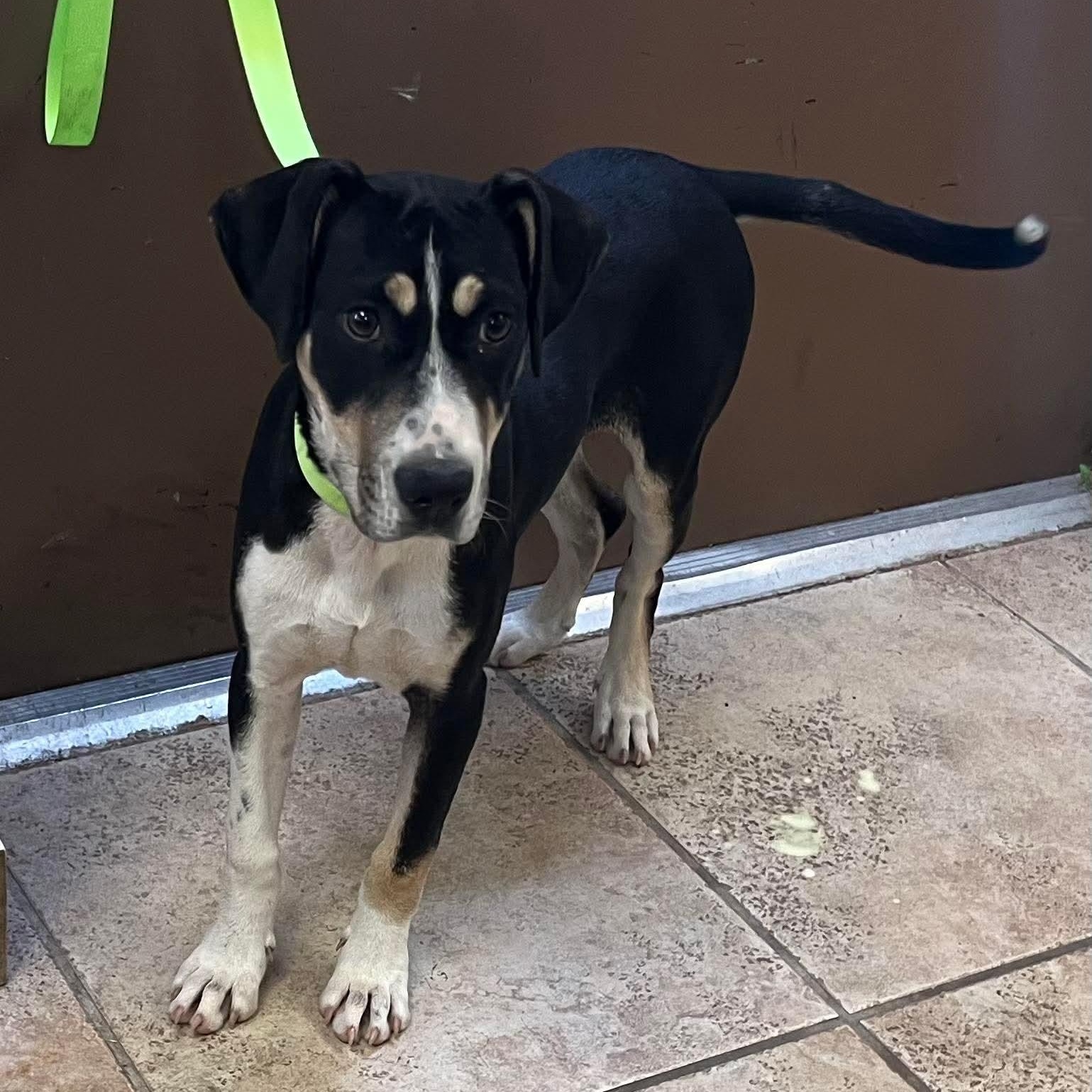Enlarge Bandit, a ADOPTABLE mixed breed in Kirby, TX image 1/1