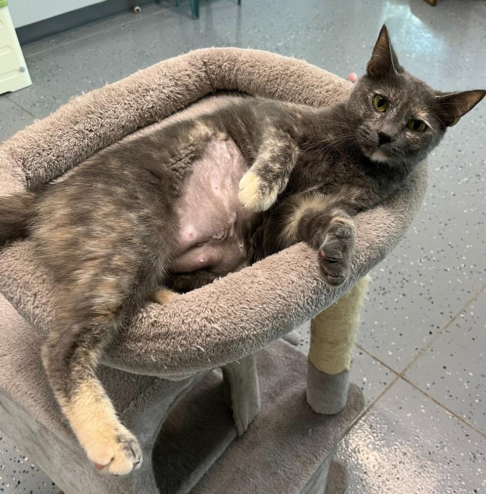 Kenza, a Adoptable Domestic Short Hair in Sparta, WI image 1/2