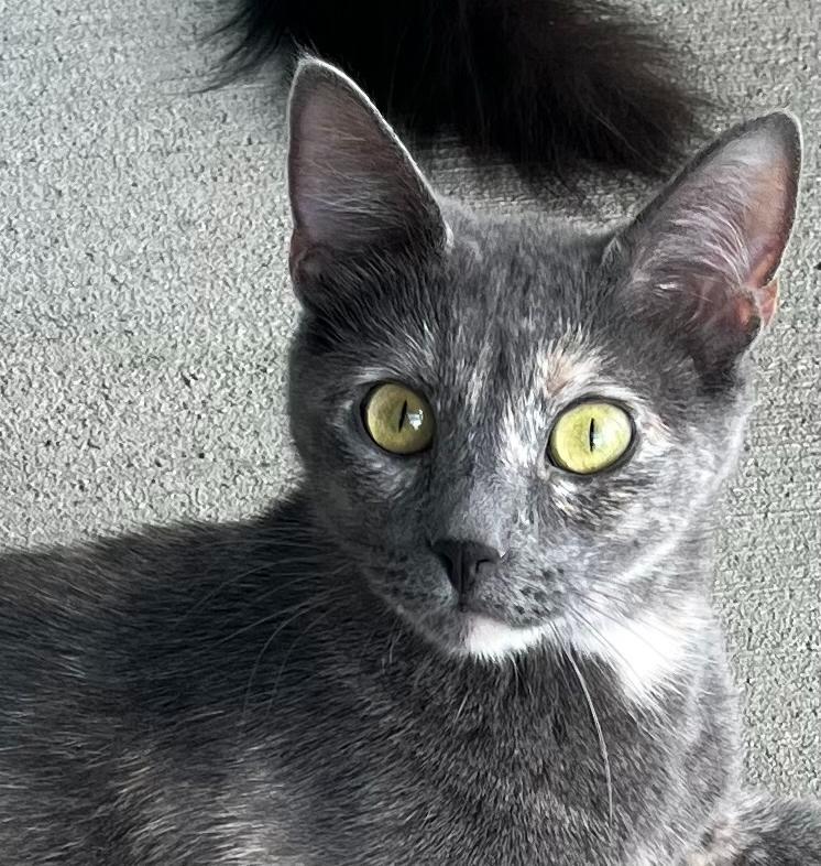 Kenza, a Adoptable Domestic Short Hair in Sparta, WI image 2/2