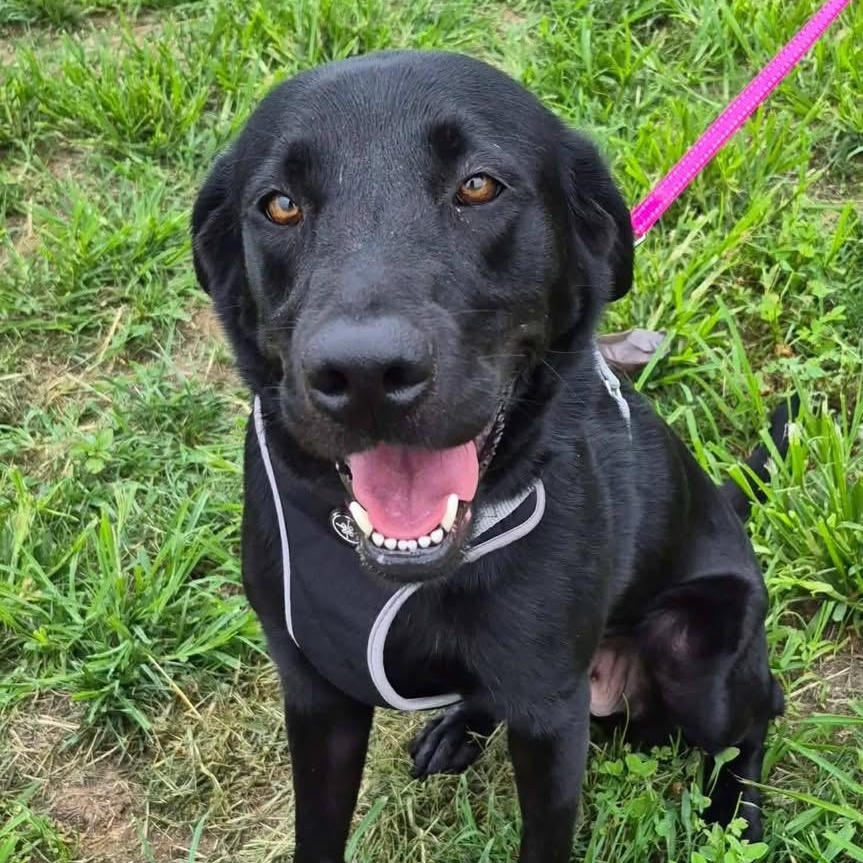 Maize, Adoptable, Adult Female Labrador Retriever.
