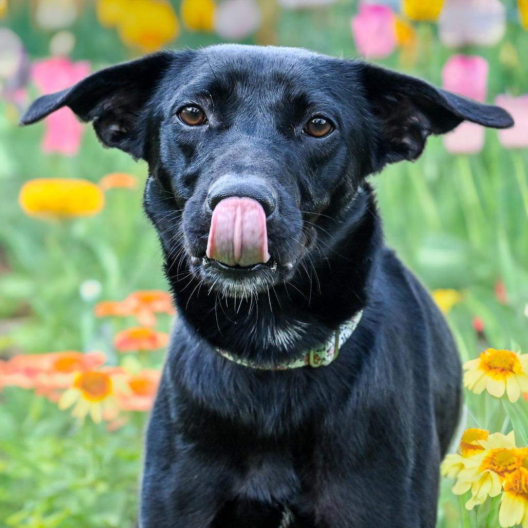 Pickles, a Adoptable Mixed Breed in Sarasota, FL image 1/6