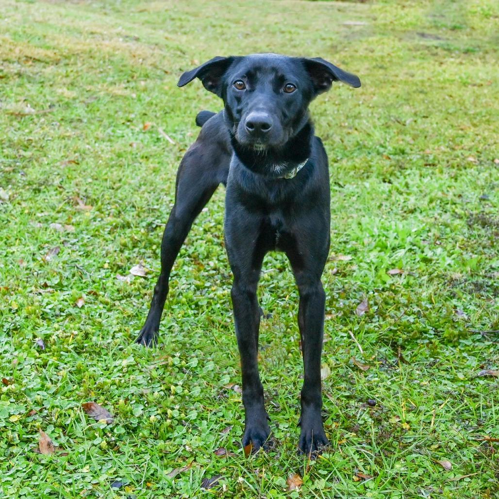 Pickles, a Adoptable Mixed Breed in Sarasota, FL image 2/6