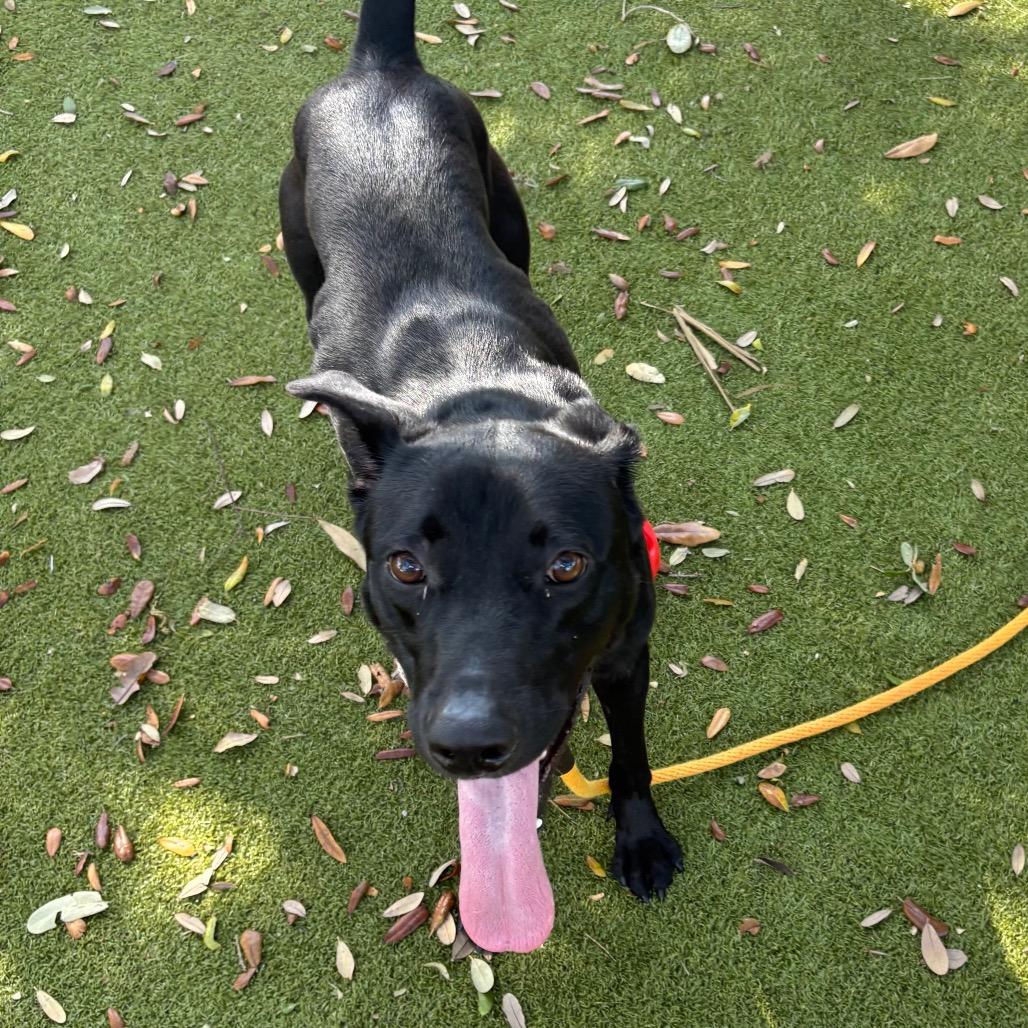 Pickles, a Adoptable Mixed Breed in Sarasota, FL image 3/6