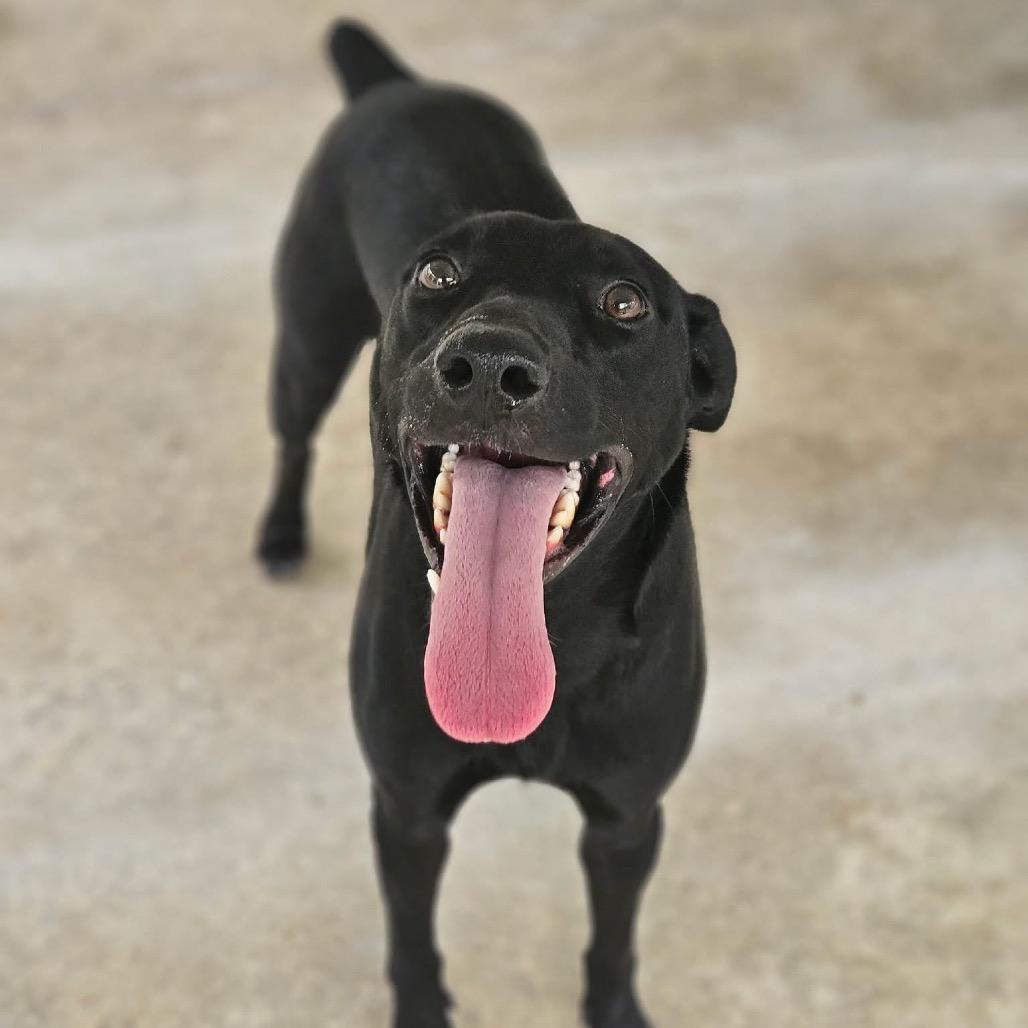 Pickles, a Adoptable Mixed Breed in Sarasota, FL image 4/6