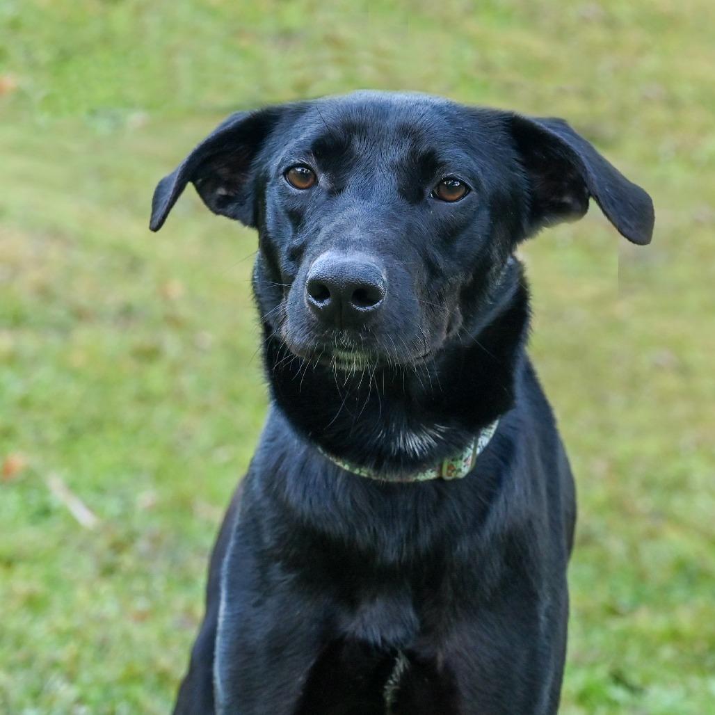 Pickles, a Adoptable Mixed Breed in Sarasota, FL image 5/6
