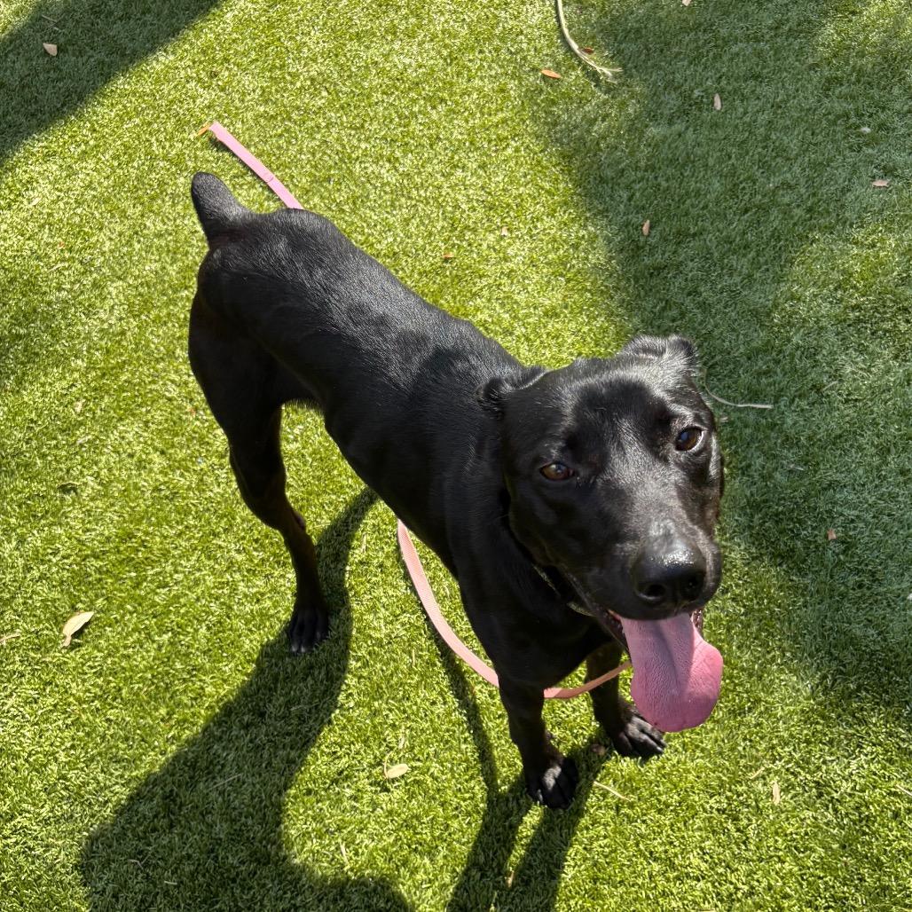 Pickles, a Adoptable Mixed Breed in Sarasota, FL image 6/6