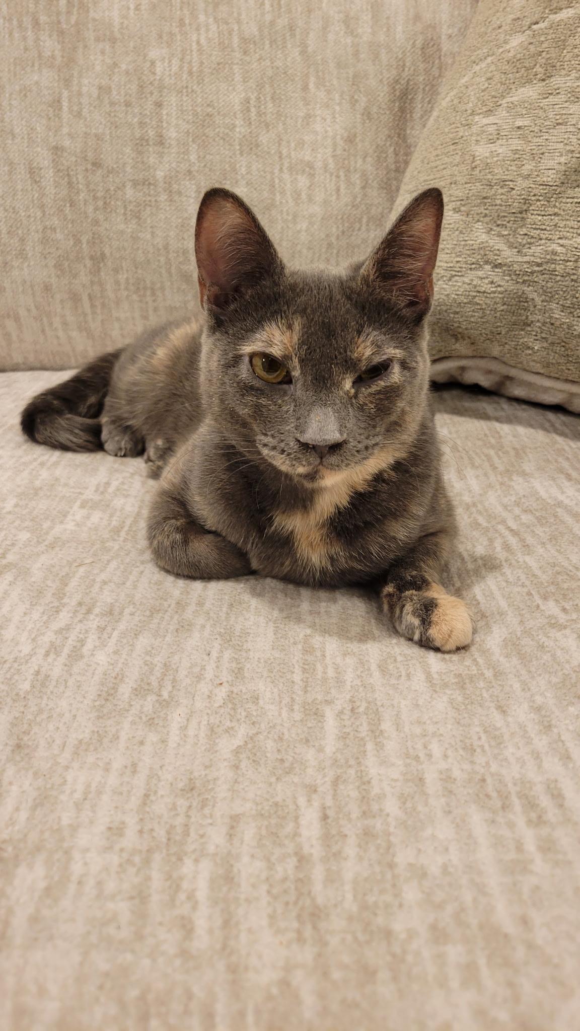 Smokey, ADOPTABLE, Adult Female Dilute Tortoiseshell.