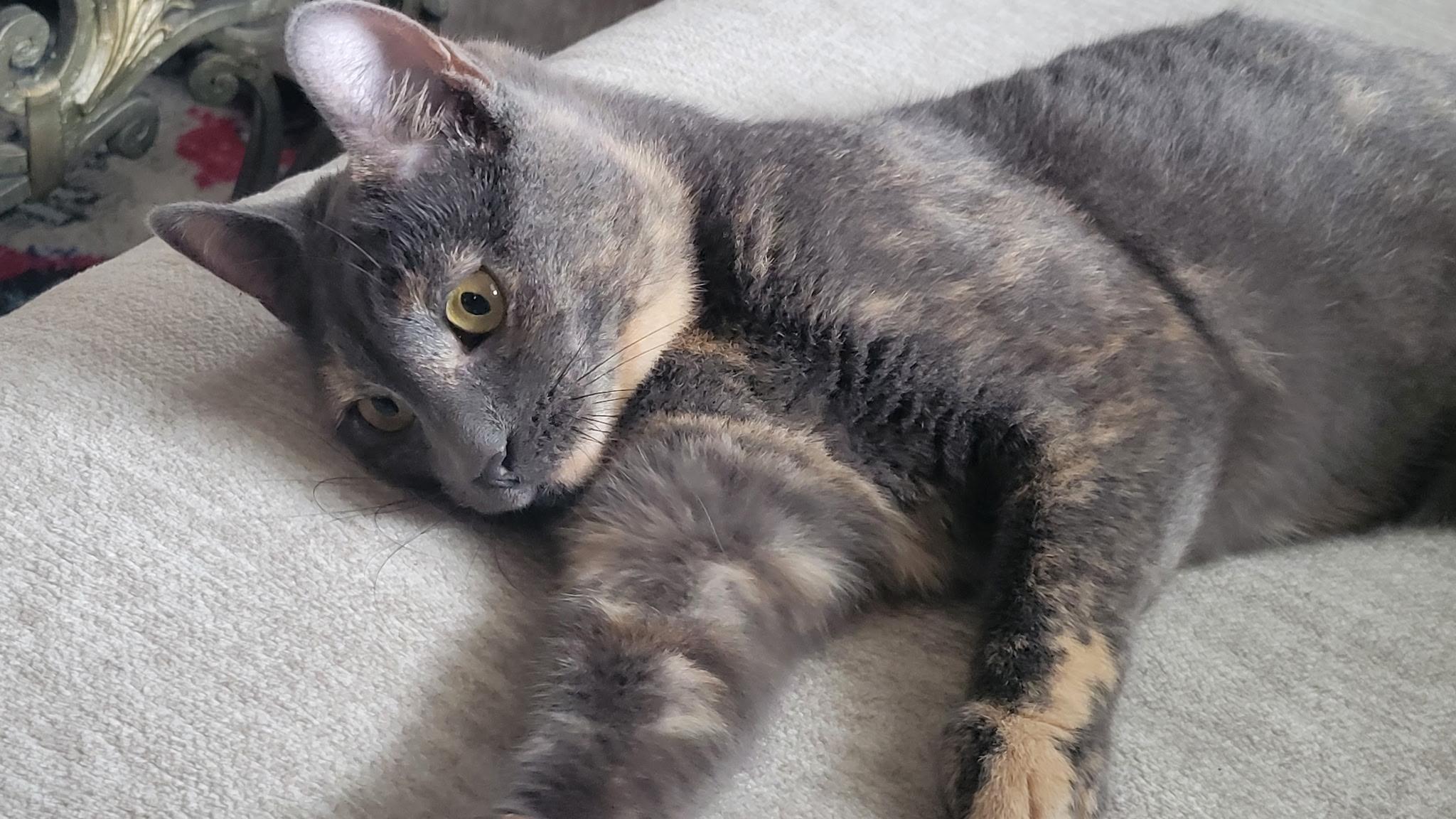 Smokey, a ADOPTABLE Dilute Tortoiseshell in Linden, NJ image 4/5
