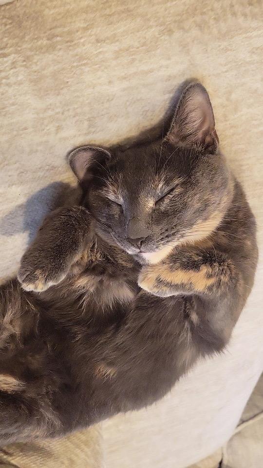 Smokey, a ADOPTABLE Dilute Tortoiseshell in Linden, NJ image 2/5