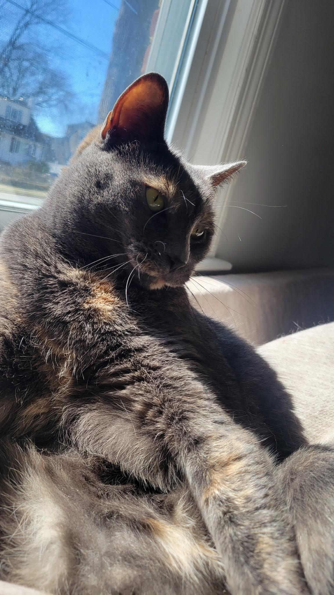 Smokey, a ADOPTABLE Dilute Tortoiseshell in Linden, NJ image 5/5