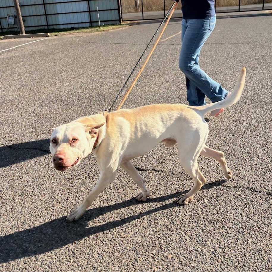 Enlarge Romeo, a ADOPTABLE mixed breed in Oklahoma City, OK image 2/3