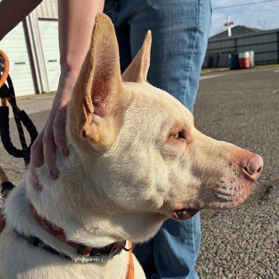 Enlarge Romeo, a ADOPTABLE mixed breed in Oklahoma City, OK image 1/3
