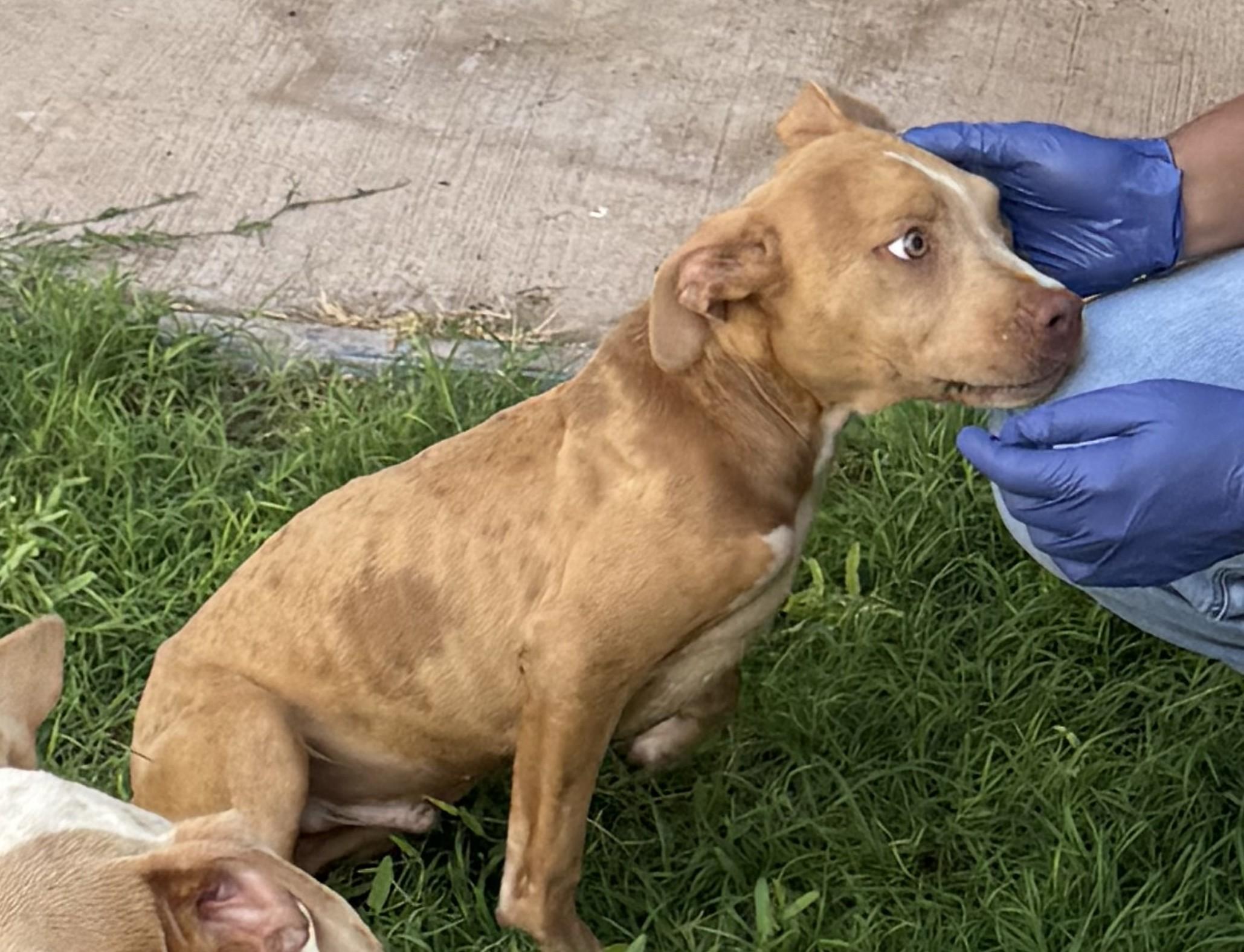 Enlarge Loki, a Adoptable mixed breed in Waco, TX image 3/4