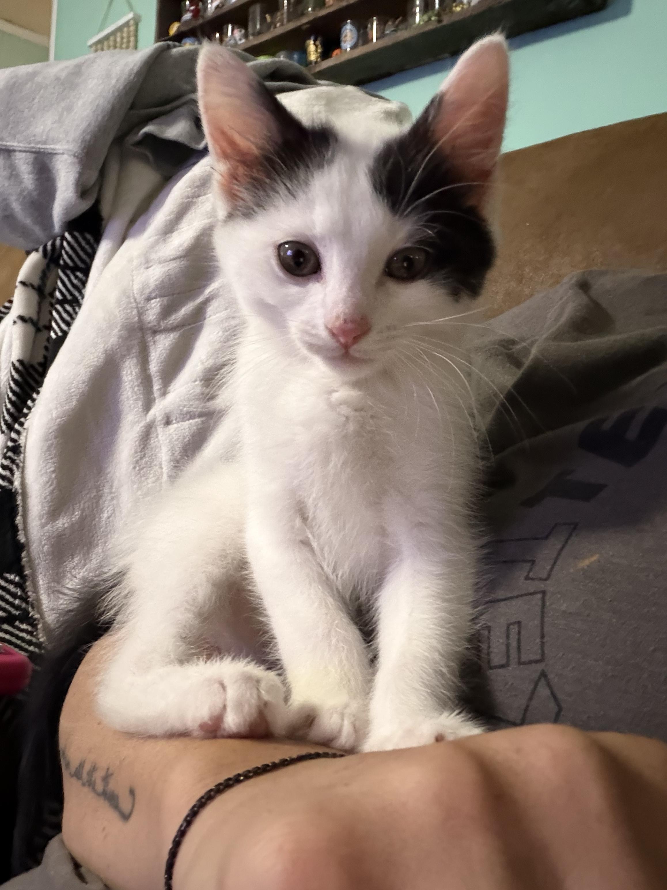 Enlarge Pongo, a Adoptable Domestic Short Hair in Campbellsville, KY image 1/4