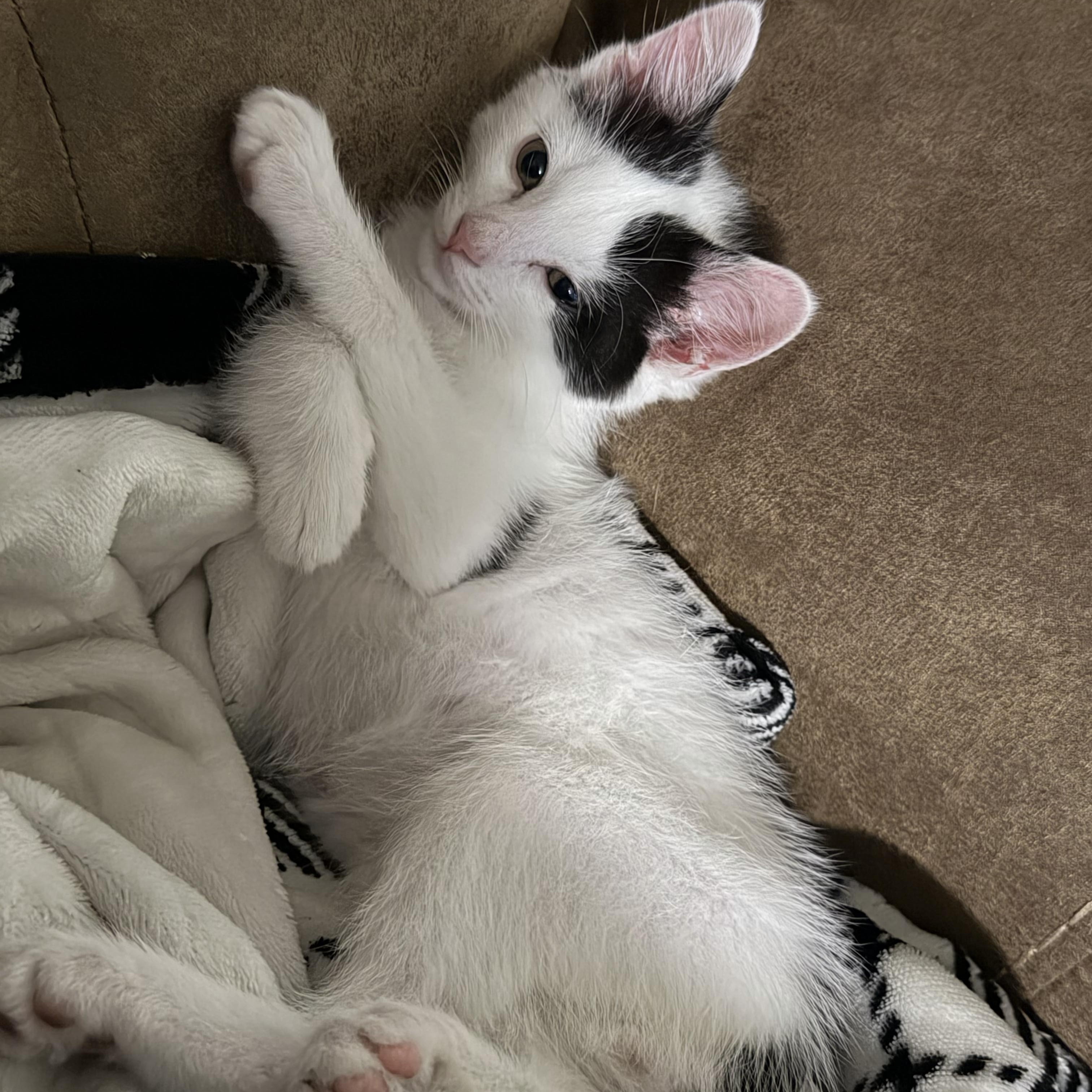 Enlarge Pongo, a Adoptable Domestic Short Hair in Campbellsville, KY image 2/4