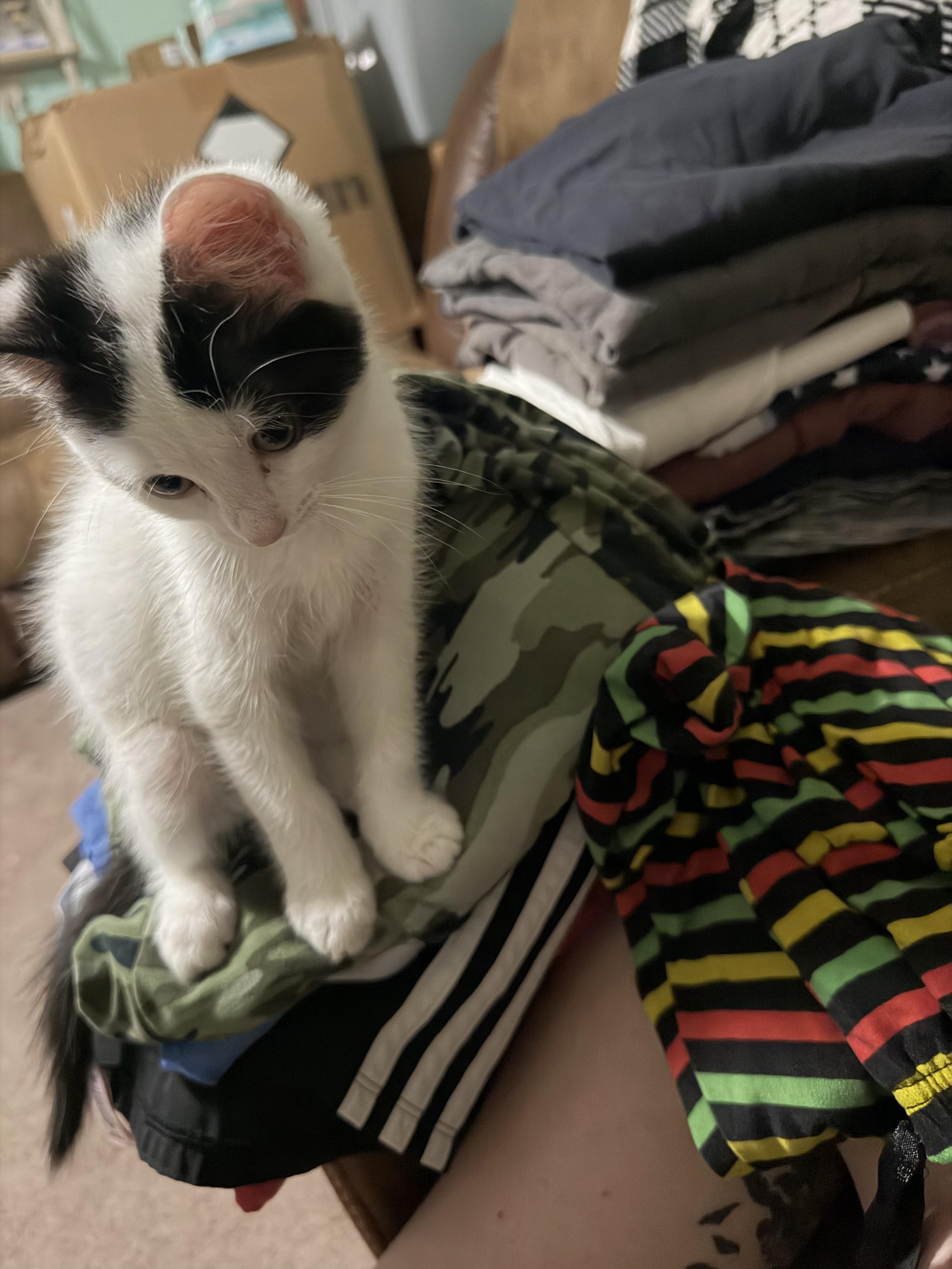 Enlarge Pongo, a Adoptable Domestic Short Hair in Campbellsville, KY image 4/4