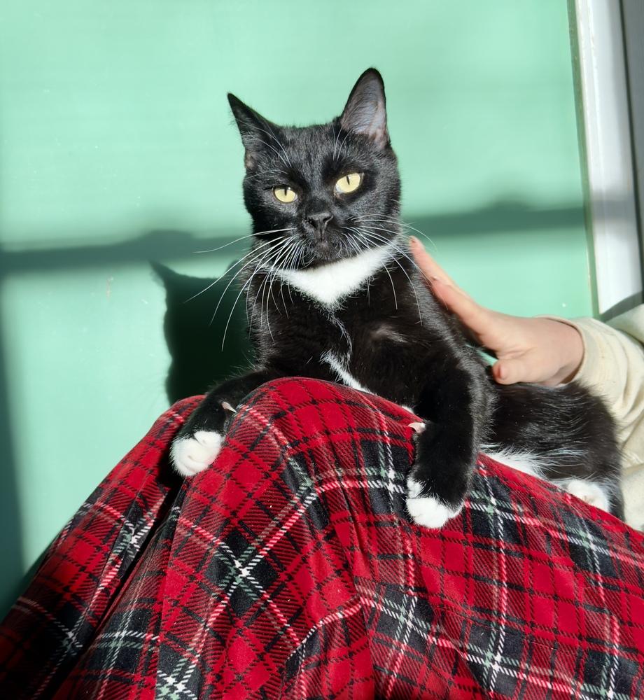 Michael, Adoptable, Young Male Domestic Short Hair.