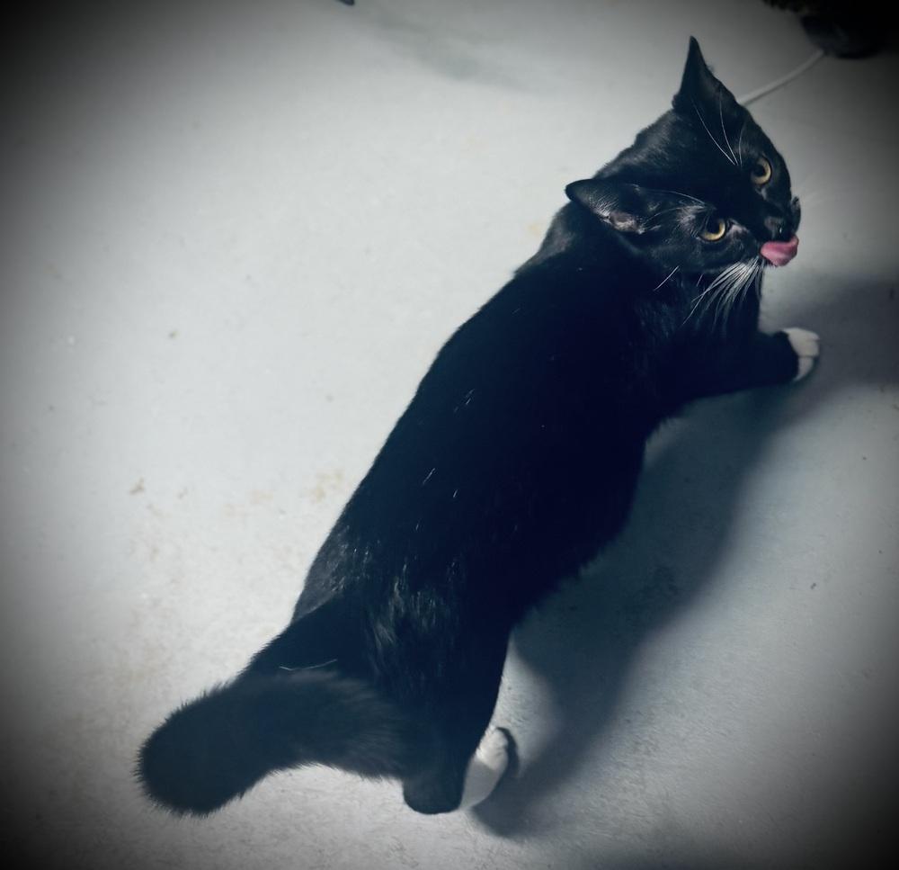 Michael, Adoptable, Young Male Domestic Short Hair.