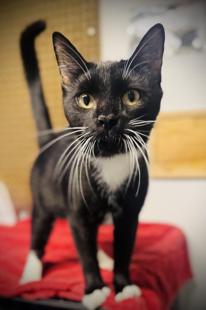 Enlarge Michael, a Adoptable mixed breed in Jackson, GA image 2/6