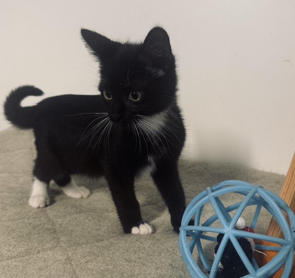 Enlarge Michael, a Adoptable mixed breed in Jackson, GA image 3/6