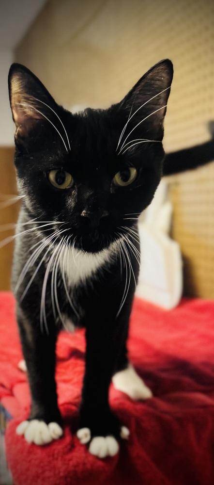 Enlarge Michael, a Adoptable mixed breed in Jackson, GA image 4/6