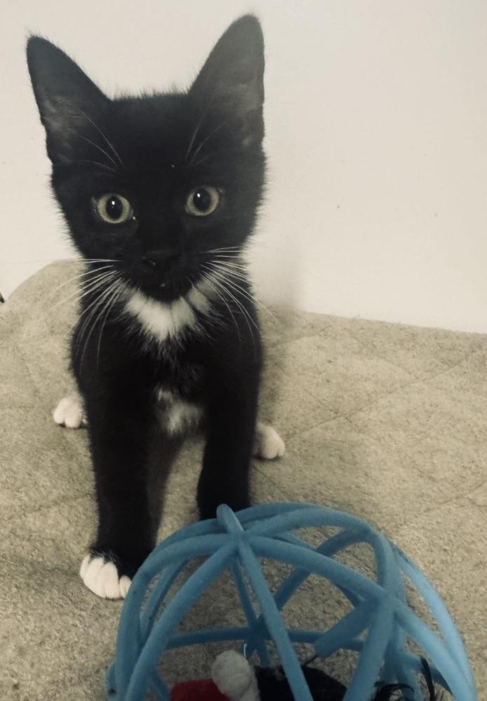 Enlarge Michael, a Adoptable mixed breed in Jackson, GA image 6/6