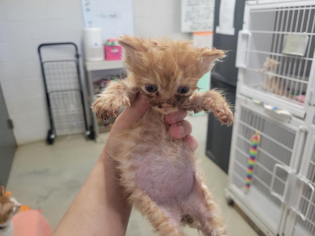 Mickey, Adoptable, Kitten Male Domestic Short Hair.