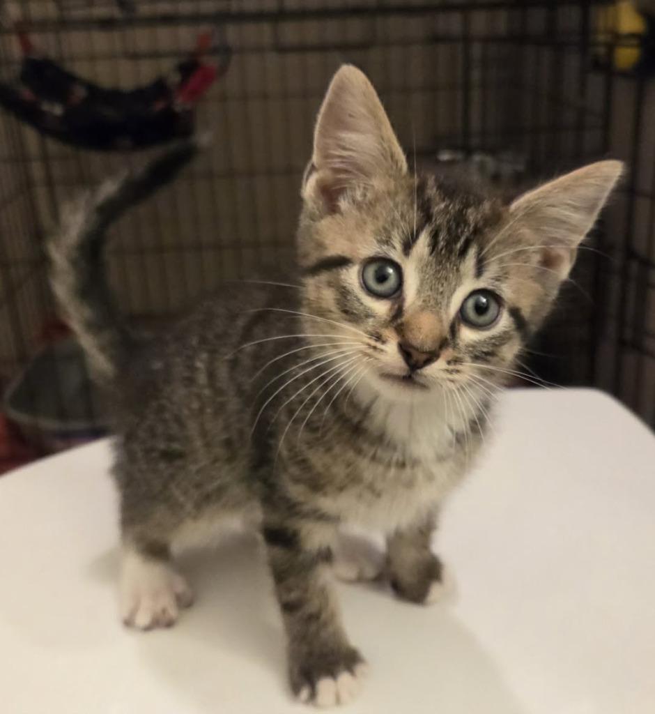 Enlarge Alto, a Adoptable mixed breed in Warren, MI image 3/3