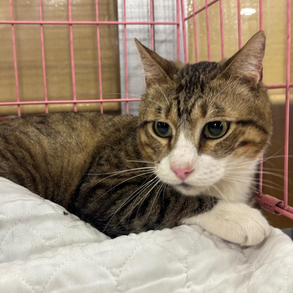 Walter, Adoptable, Adult Male Domestic Short Hair.