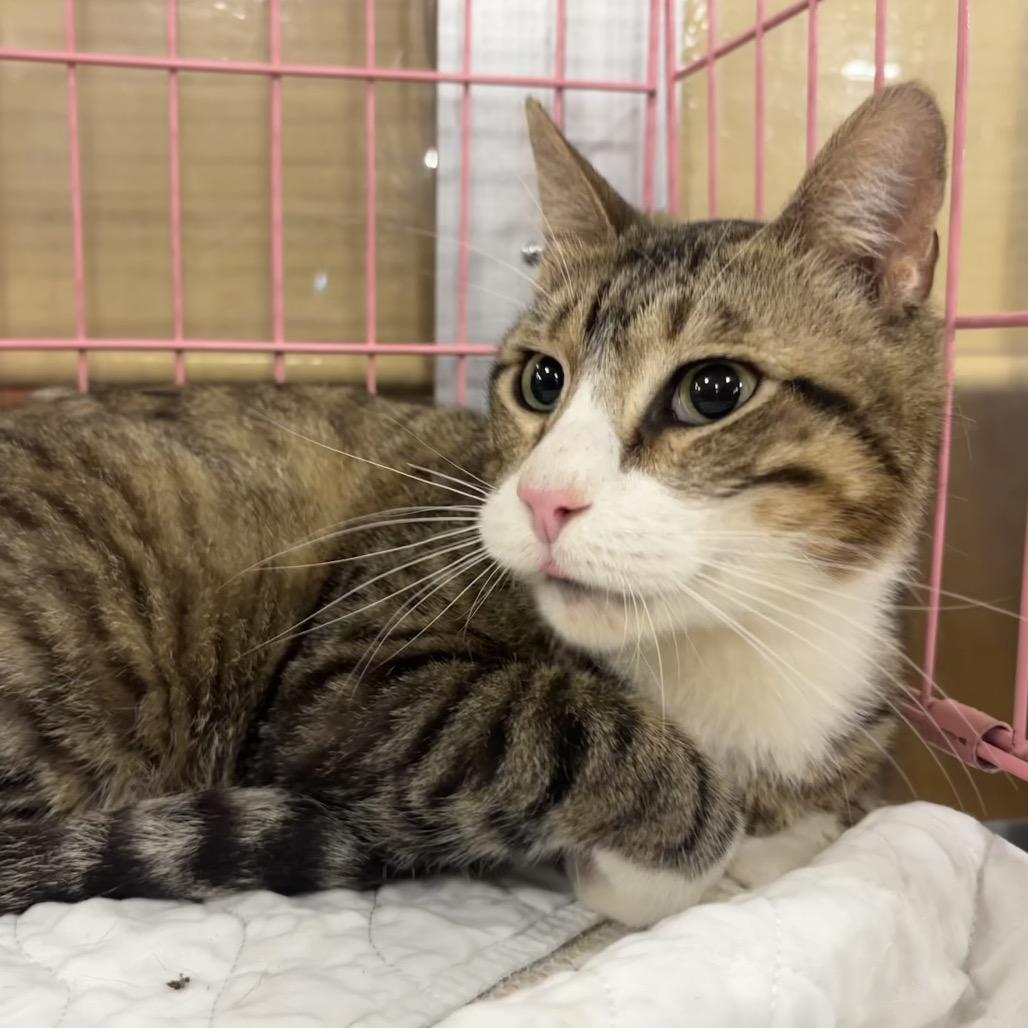 Enlarge Walter, a Adoptable Domestic Short Hair in Columbia, MO image 2/6