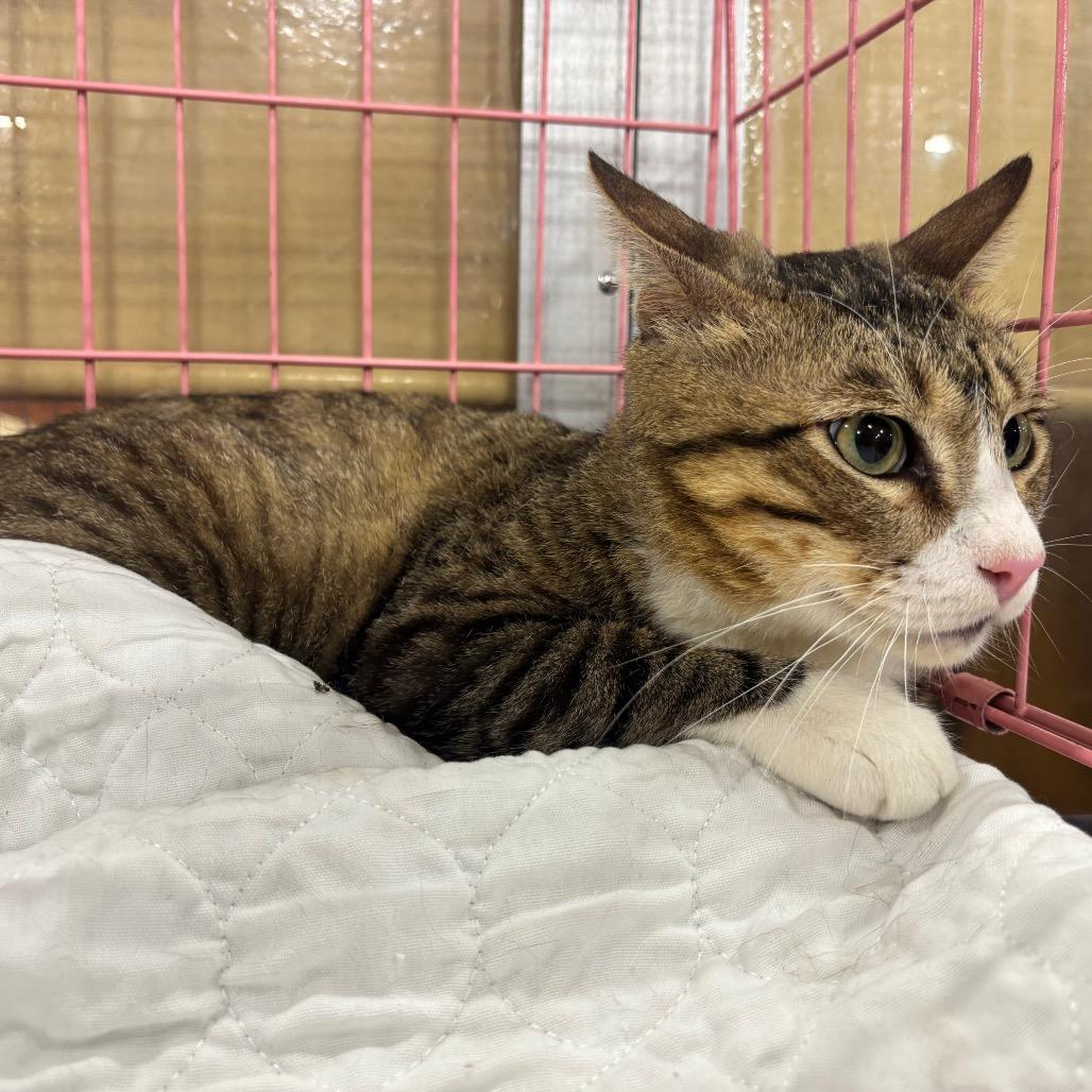 Enlarge Walter, a Adoptable Domestic Short Hair in Columbia, MO image 3/6