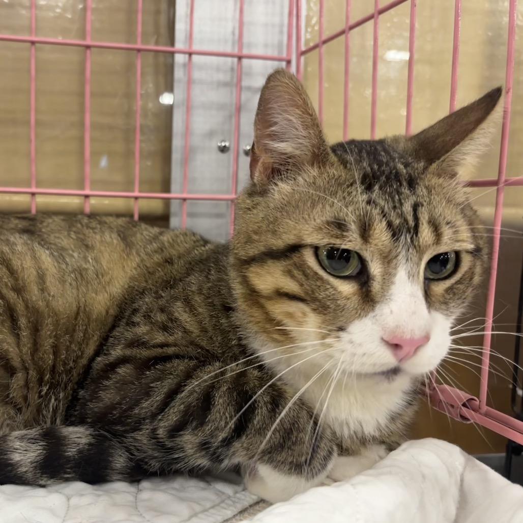 Enlarge Walter, a Adoptable Domestic Short Hair in Columbia, MO image 4/6