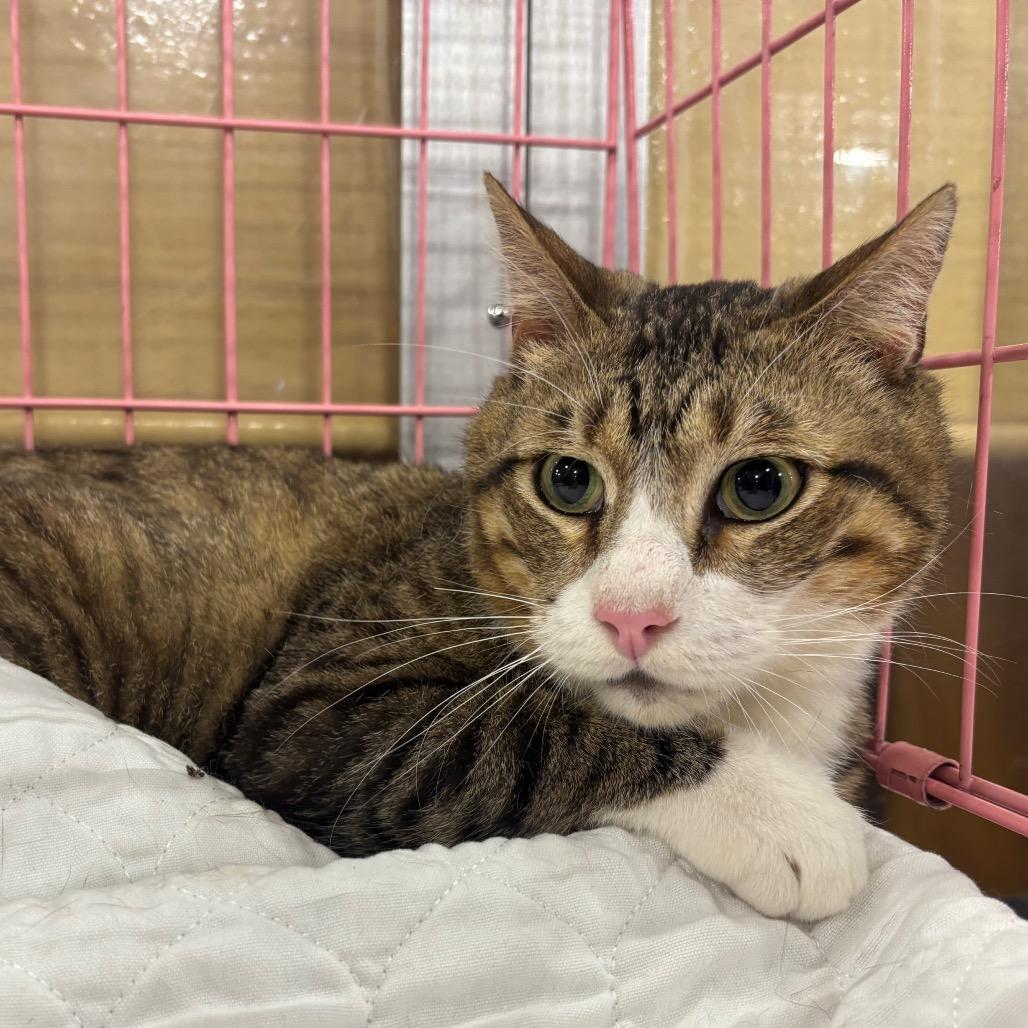 Enlarge Walter, a Adoptable Domestic Short Hair in Columbia, MO image 5/6