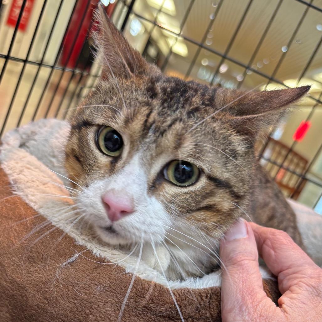 Walter, Adoptable, Adult Male Domestic Short Hair.