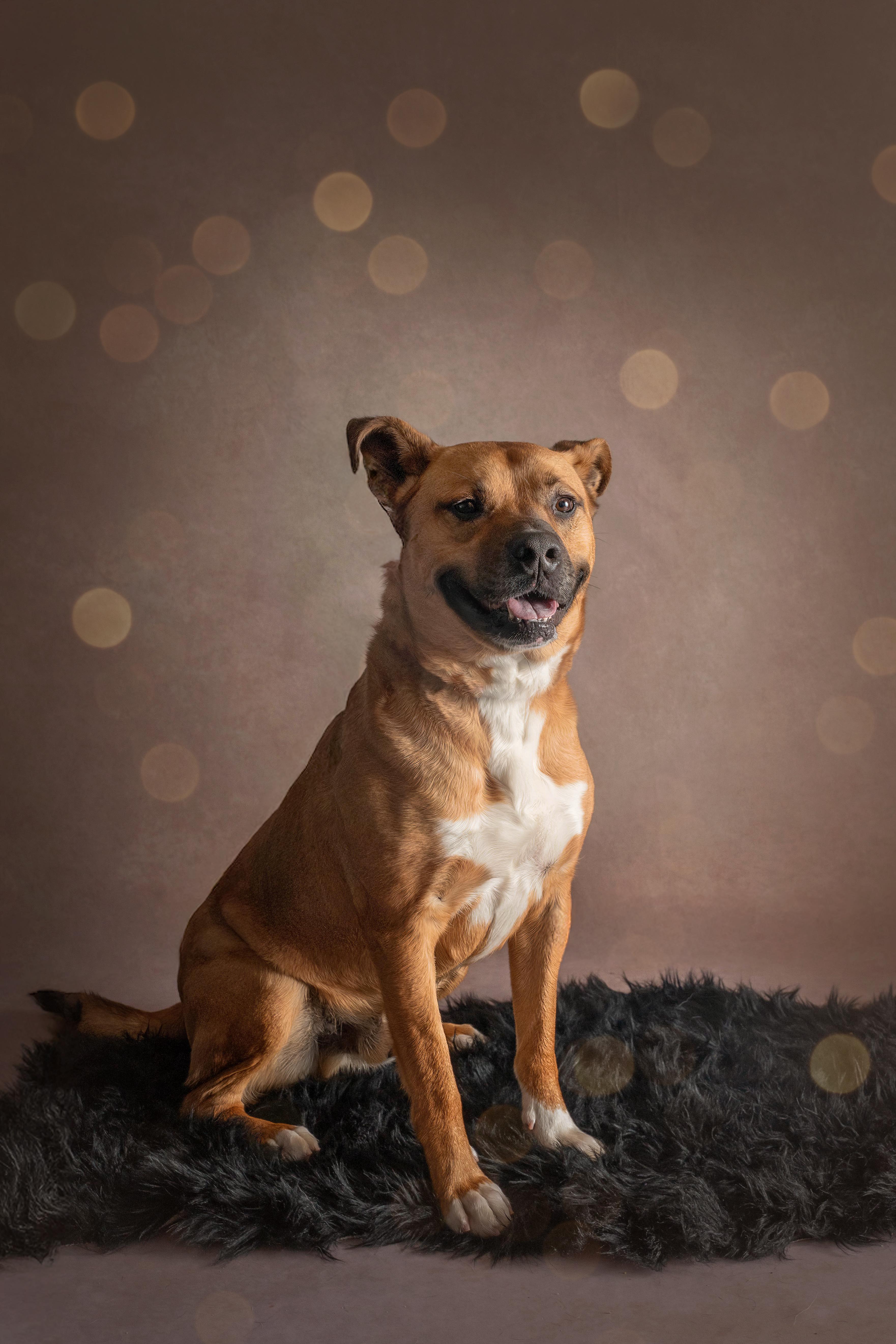 Enlarge Zoinks, a ADOPTABLE mixed breed in Wooster, OH image 2/2