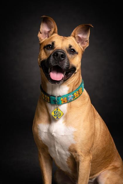 Zoinks, ADOPTABLE, Adult Male Shepherd.