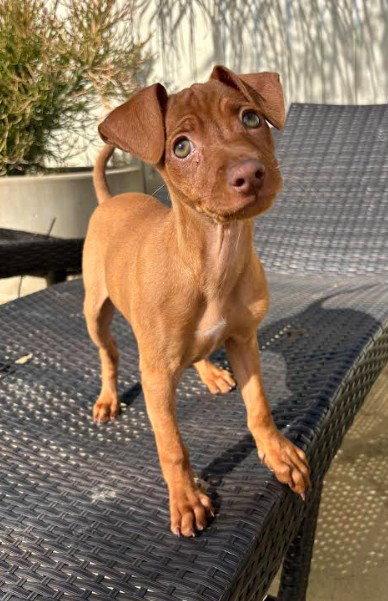 Ladybug, Adopted, Puppy Female Chihuahua.