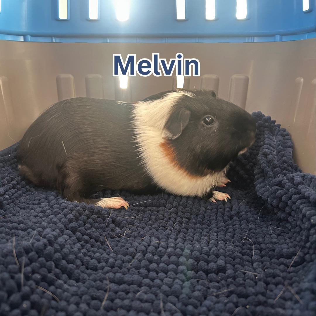 Enlarge Melvin, a Adoptable Guinea Pig in Ripon, CA image 1/1