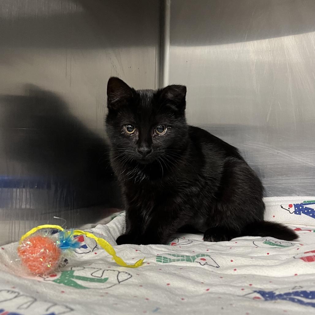 Monica, Adoptable, Kitten Male Domestic Short Hair.